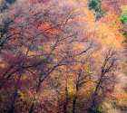 USA-Utah-east of Logan on highway 89 fall color on Canyon Maple Art Print